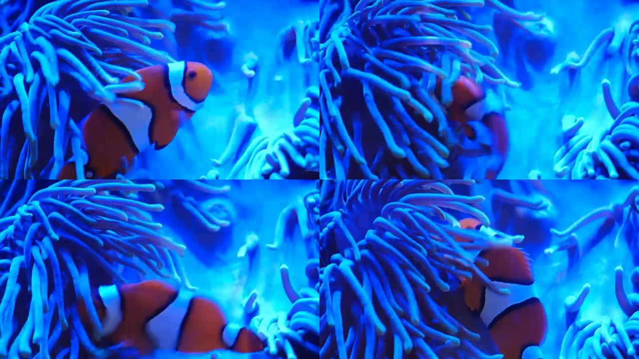 小丑鱼在水下与海葵一起游泳