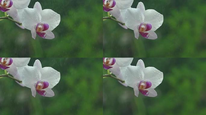 喷雾慢动作中的白色兰花