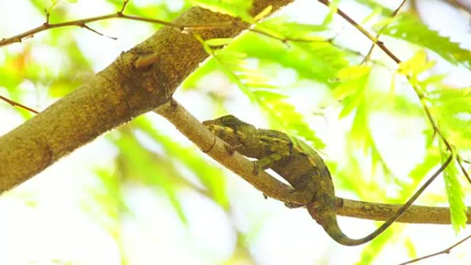 相思树上的变色龙-豹变色龙 (Furcifer pardalis)