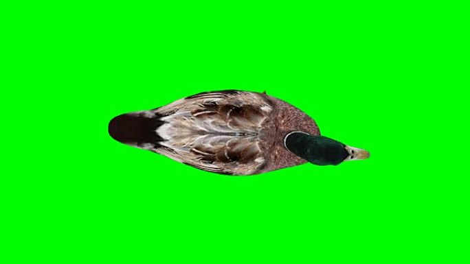 鸭子空闲绿屏 (可循环)