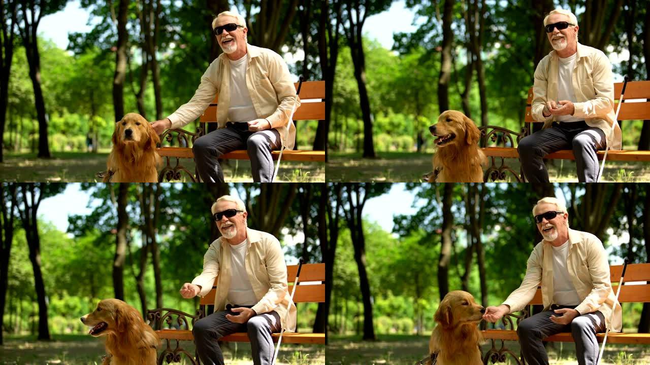 正盲人喂养导盲犬，坐在公园里，营养丰富的犬类食品