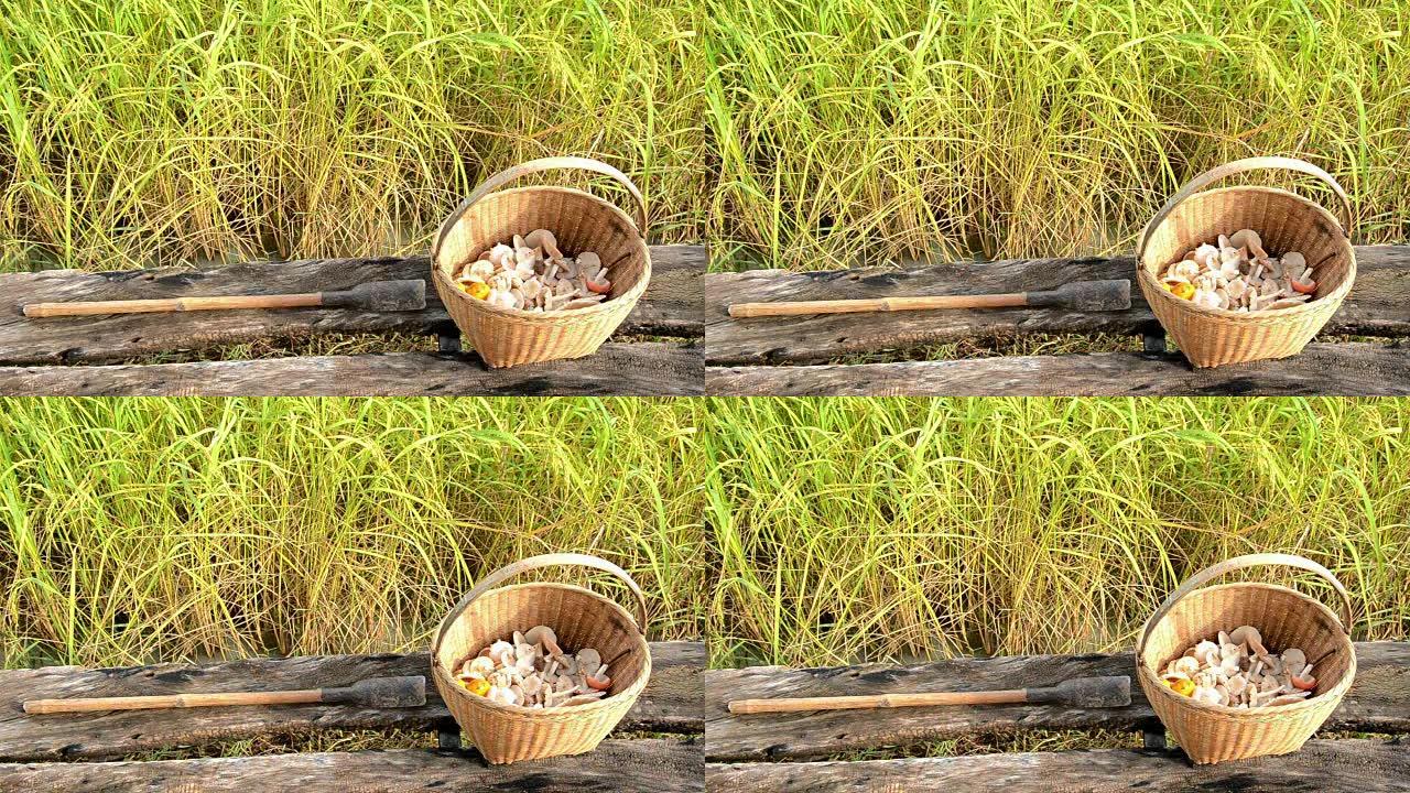 稻田里的蘑菇篮子