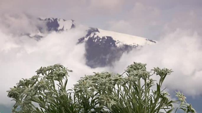 阿尔卑斯山的雪绒花