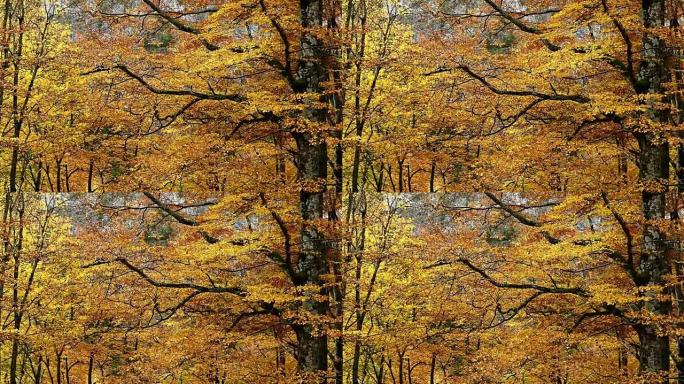 树木，德国茂密茂盛树木大树黄树叶