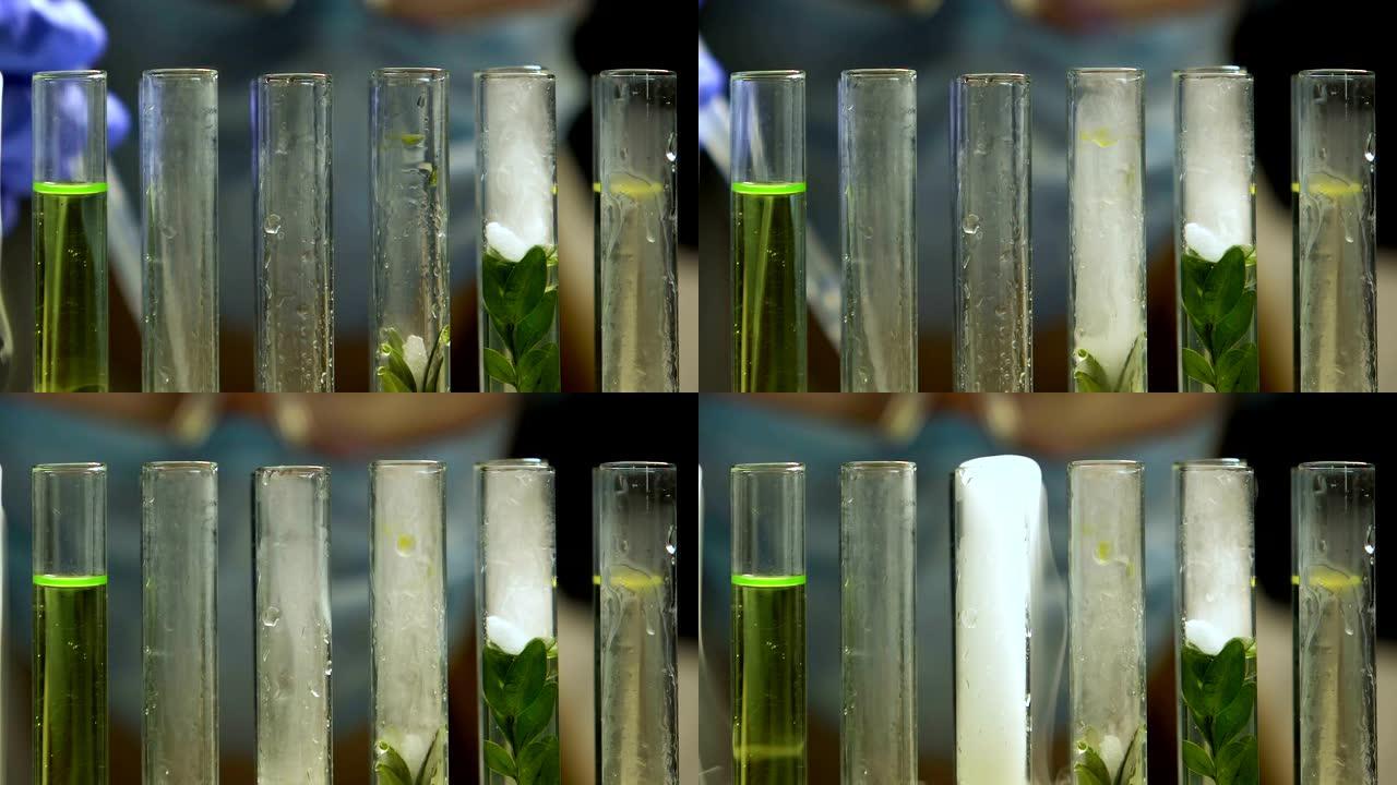 实验室生物学家向带有植物样品的试管中添加液体，转基因实验