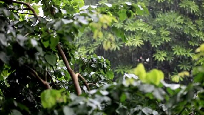 热带雨林雨林下雨下雨天气梅雨季节