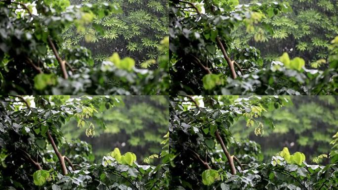 热带雨林雨林下雨下雨天气梅雨季节