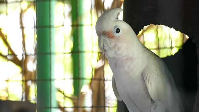 美丽的白色鹦鹉美丽的白色鹦鹉