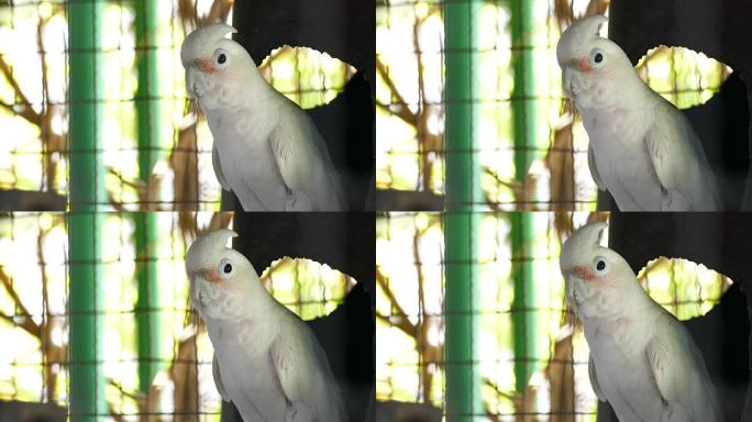 美丽的白色鹦鹉美丽的白色鹦鹉