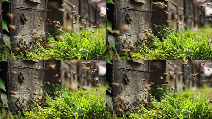 春天的养蜂场蜜蜂阳光下成群飞舞