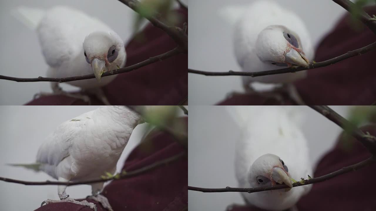 鸟小鸟宠物白鸟