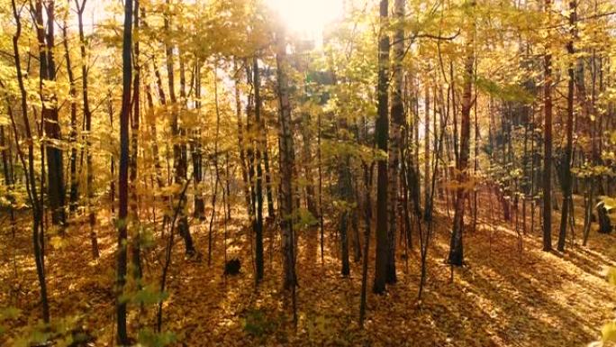彩色秋天森林木材