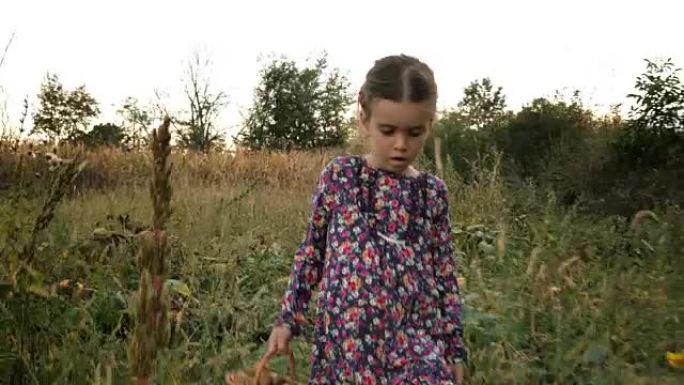 可爱的小女孩，带着篮子从菜园里捡有机食品。真实的人，乡村场景。