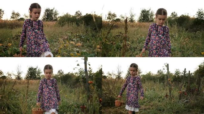 可爱的小女孩，带着篮子从菜园里捡有机食品。真实的人，乡村场景。