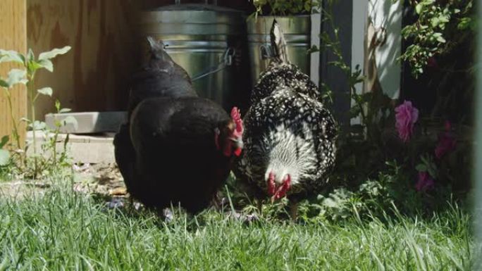 在阳光明媚的日子里，几只大母鸡 (鸡) 在一个草丛的住宅后院里走来走去，寻找春天的食物