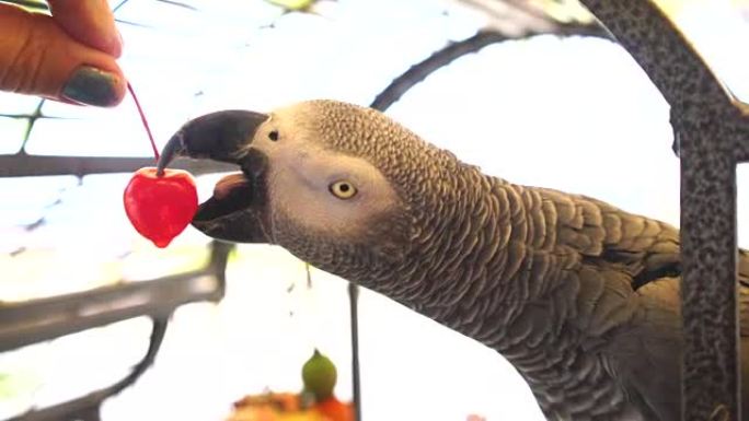 非洲灰鹦鹉吃樱桃，视频