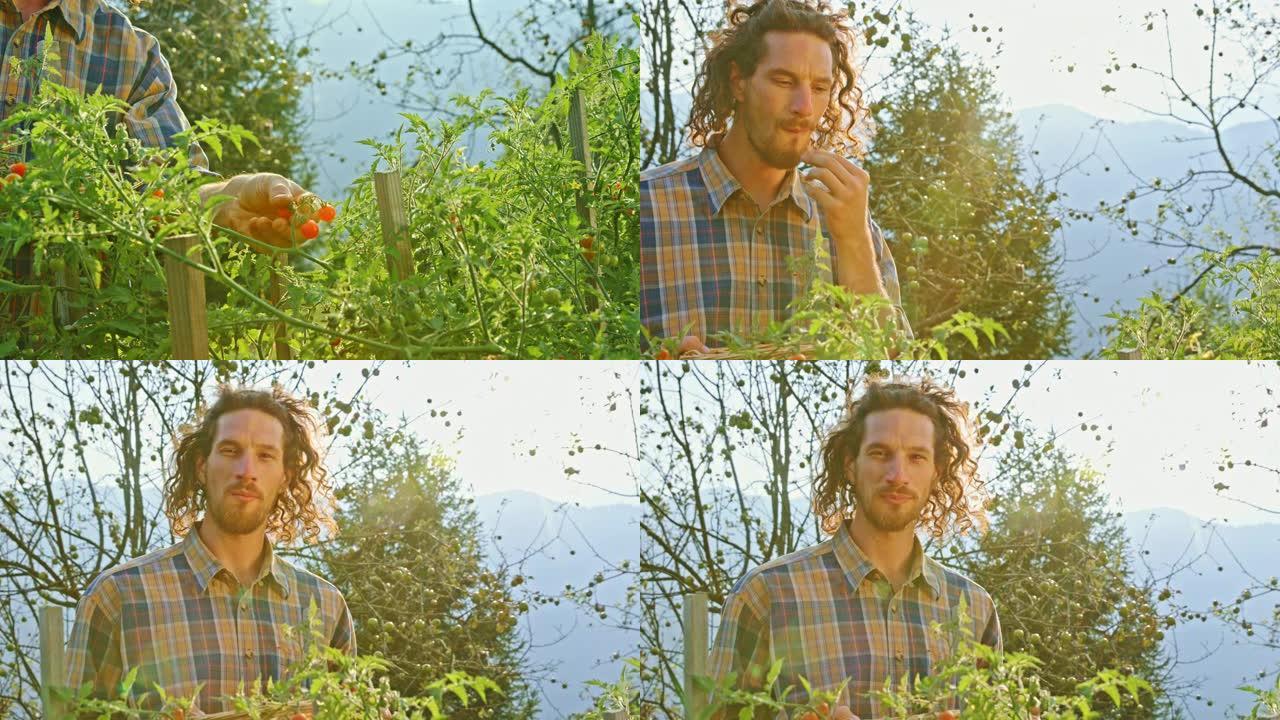SLO MO男园丁在阳光明媚的花园里吃樱桃番茄，微笑着