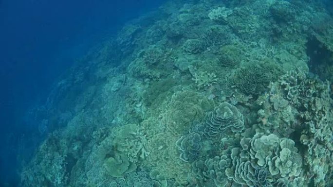 位于熔岩岛的大叶珊瑚群落