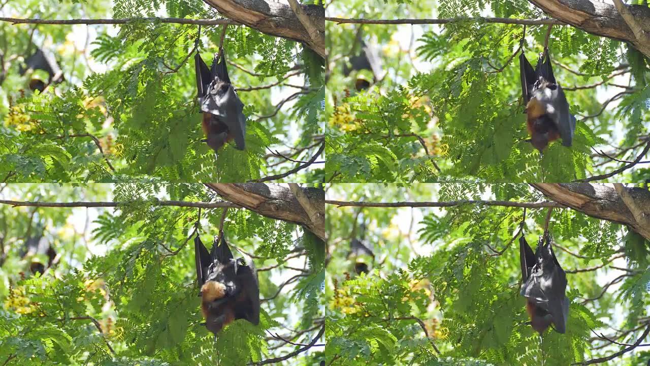 果蝠与幼崽倒挂。特写展示树枝树上树梢