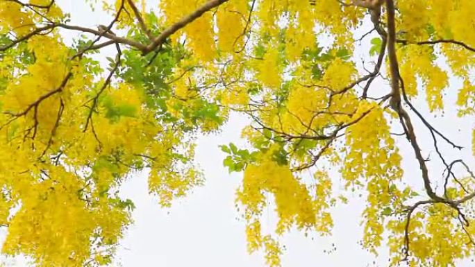 风中的金雨花 (决明子瘘管花)