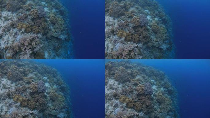 拥有美丽珊瑚群落的海底悬崖鸟瞰图
