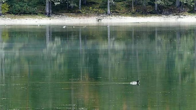 意大利湖中的鸭子野鸭公园湖面水面