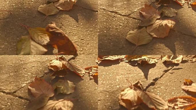 地面上干燥的秋叶