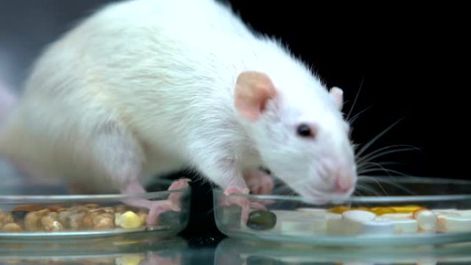 培养皿中的实验性大鼠嗅探药物，药物开发