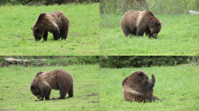 野生灰熊吃抓爪放牧的国家森林怀俄明州