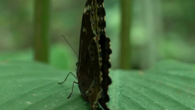 昆虫宠物，美丽的稀有蝴蝶坐在公园的叶子上，昆虫学