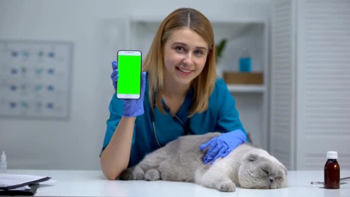 微笑的兽医与懒猫展示智能手机，宠物健康检查记录在线