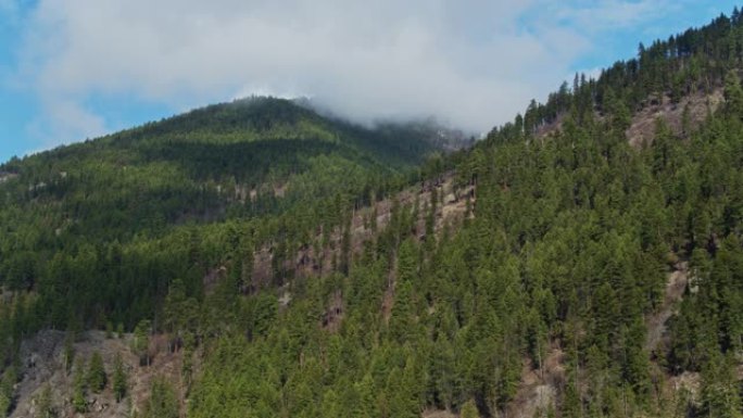 蒙大拿州特洛伊附近的树木覆盖的山坡