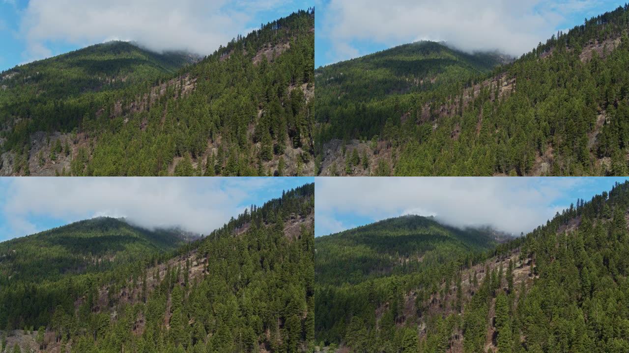 蒙大拿州特洛伊附近的树木覆盖的山坡