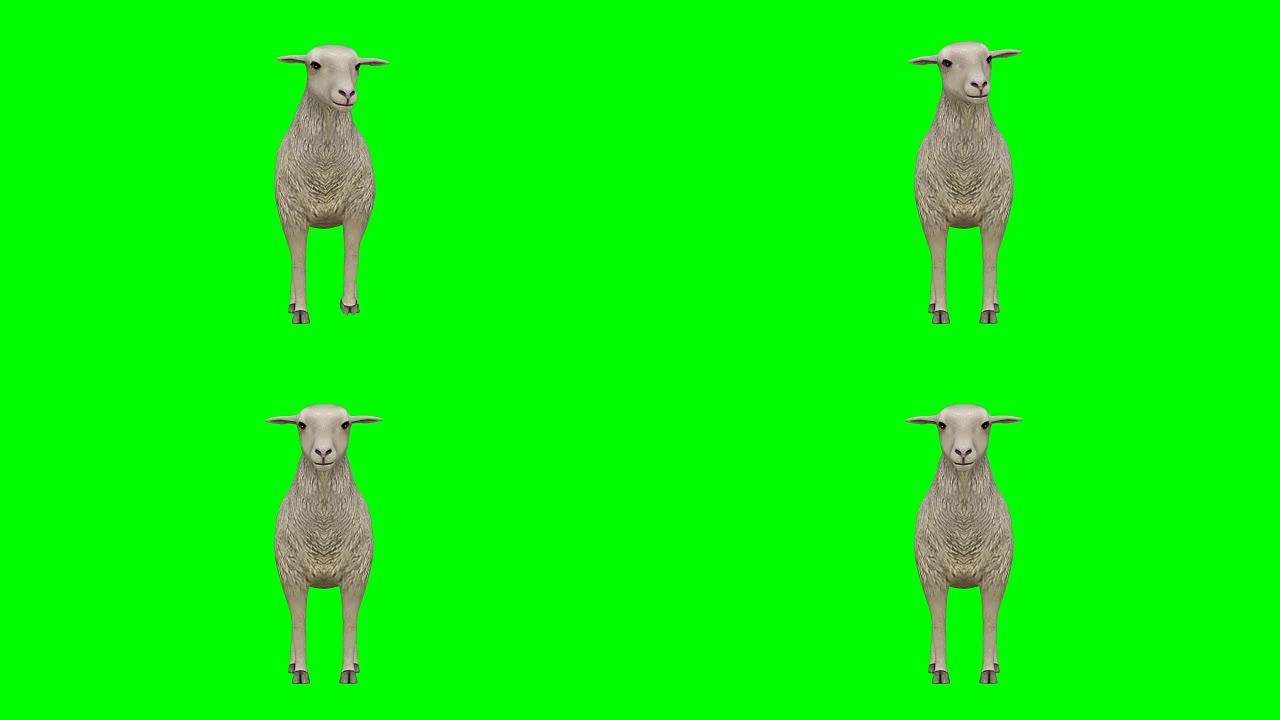 绵羊闲置绿屏 (可循环)
