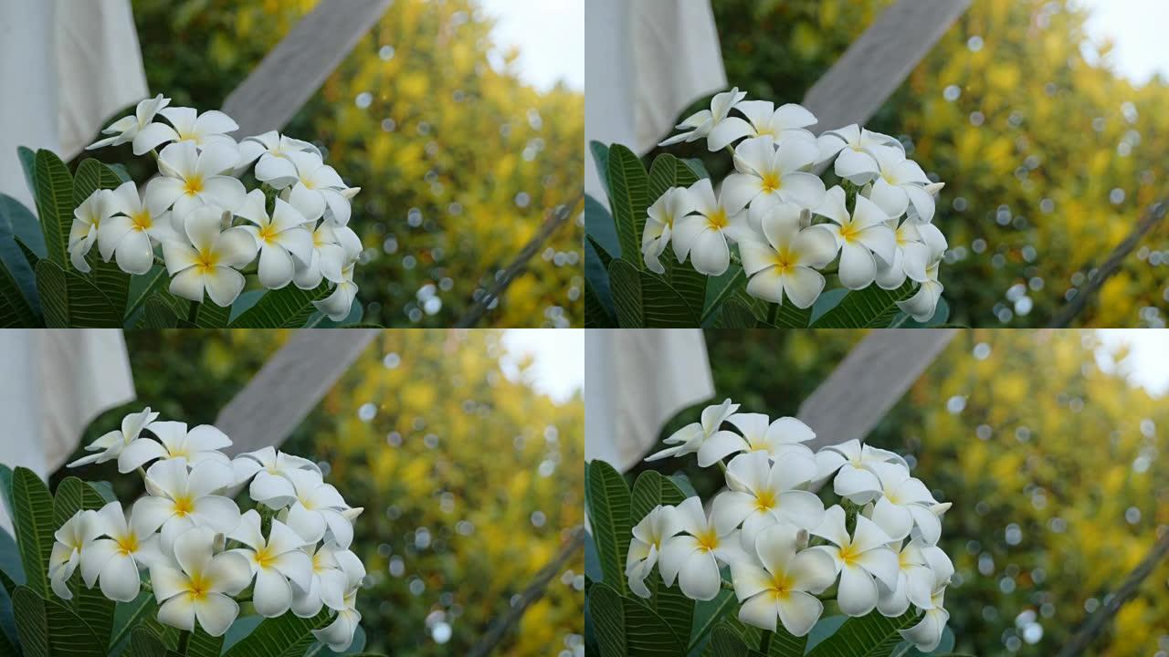 白花素馨花纪录片宣传片视频素材风光风景