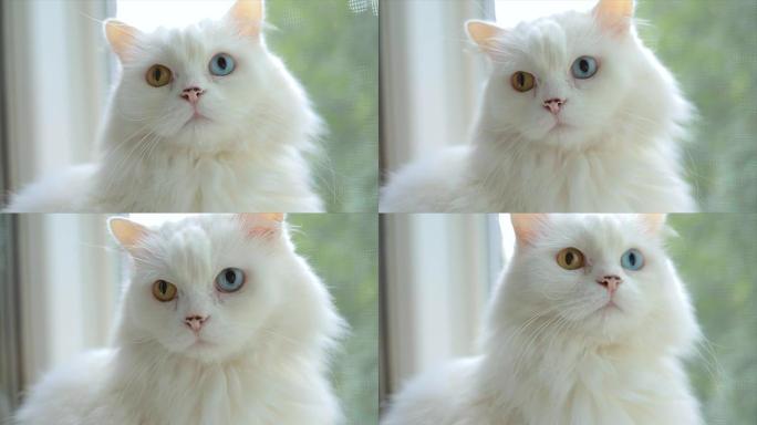 完全异色的家猫。眼睛颜色不同的白猫坐在窗边。