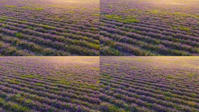 日落时的薰衣草种植园，航拍视频