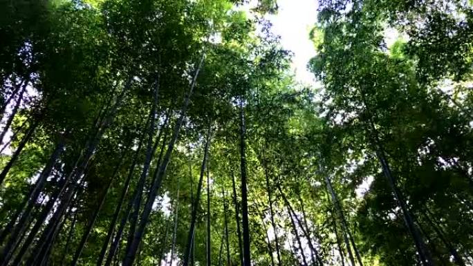 日本京都竹林风中摇曳摇摆园林建设