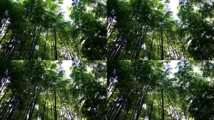 日本京都竹林风中摇曳摇摆园林建设
