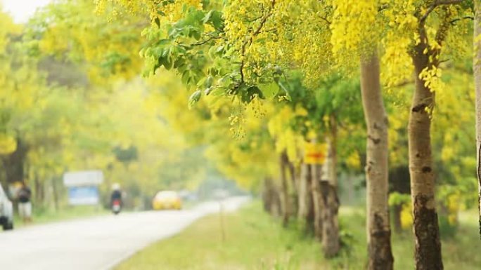 风中的金雨花 (决明子瘘管花)