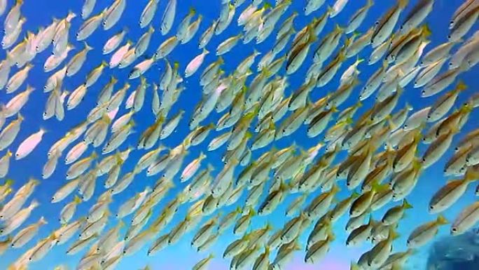 双斑鲷鱼 (Lutjanus biguttatus) 和大眼鲷鱼 (Lujanus lutjanus