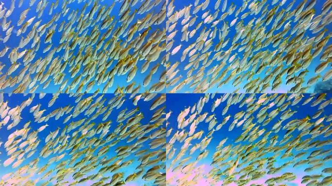 双斑鲷鱼 (Lutjanus biguttatus) 和大眼鲷鱼 (Lujanus lutjanus