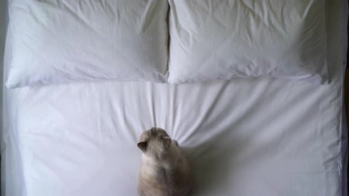 可爱的猫坐在新鲜的床单上，舒适的家庭氛围，家庭过敏原