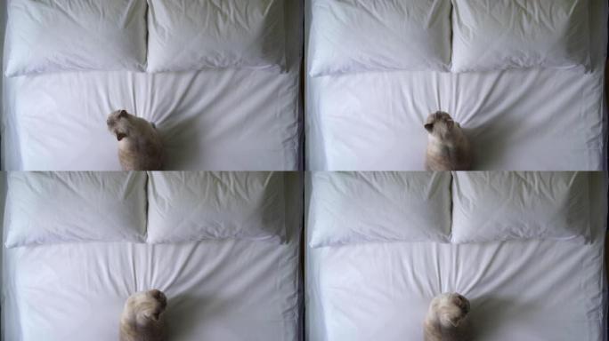 可爱的猫坐在新鲜的床单上，舒适的家庭氛围，家庭过敏原