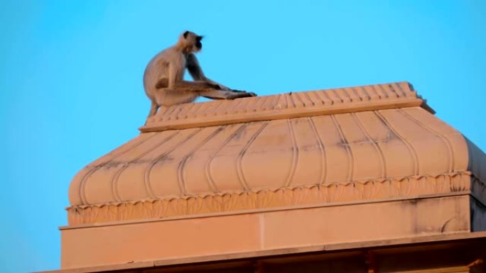 清晨，猴子坐在寺庙的屋顶上。