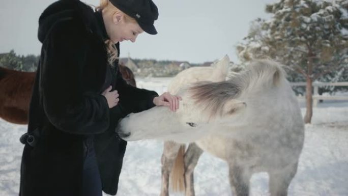 年轻微笑的女人在冬季牧场抚摸着可爱的白色纯种马的枪口。
