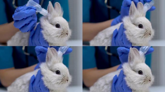 兽医在兔耳上滴药，治疗真菌，寄生虫