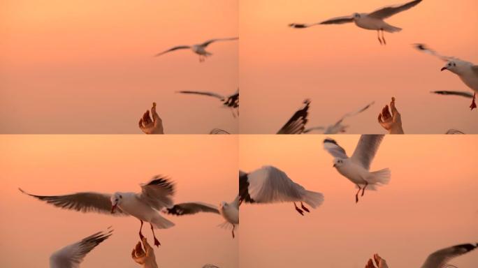 早上4K，海滩上的日出，许多海鸥飞舞。
