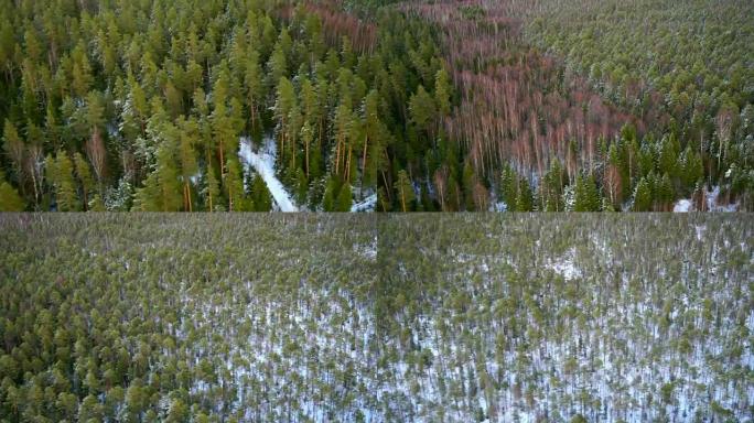 直升机上的森林