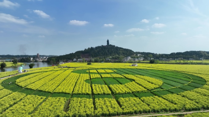 重庆潼南油菜花航拍视频29